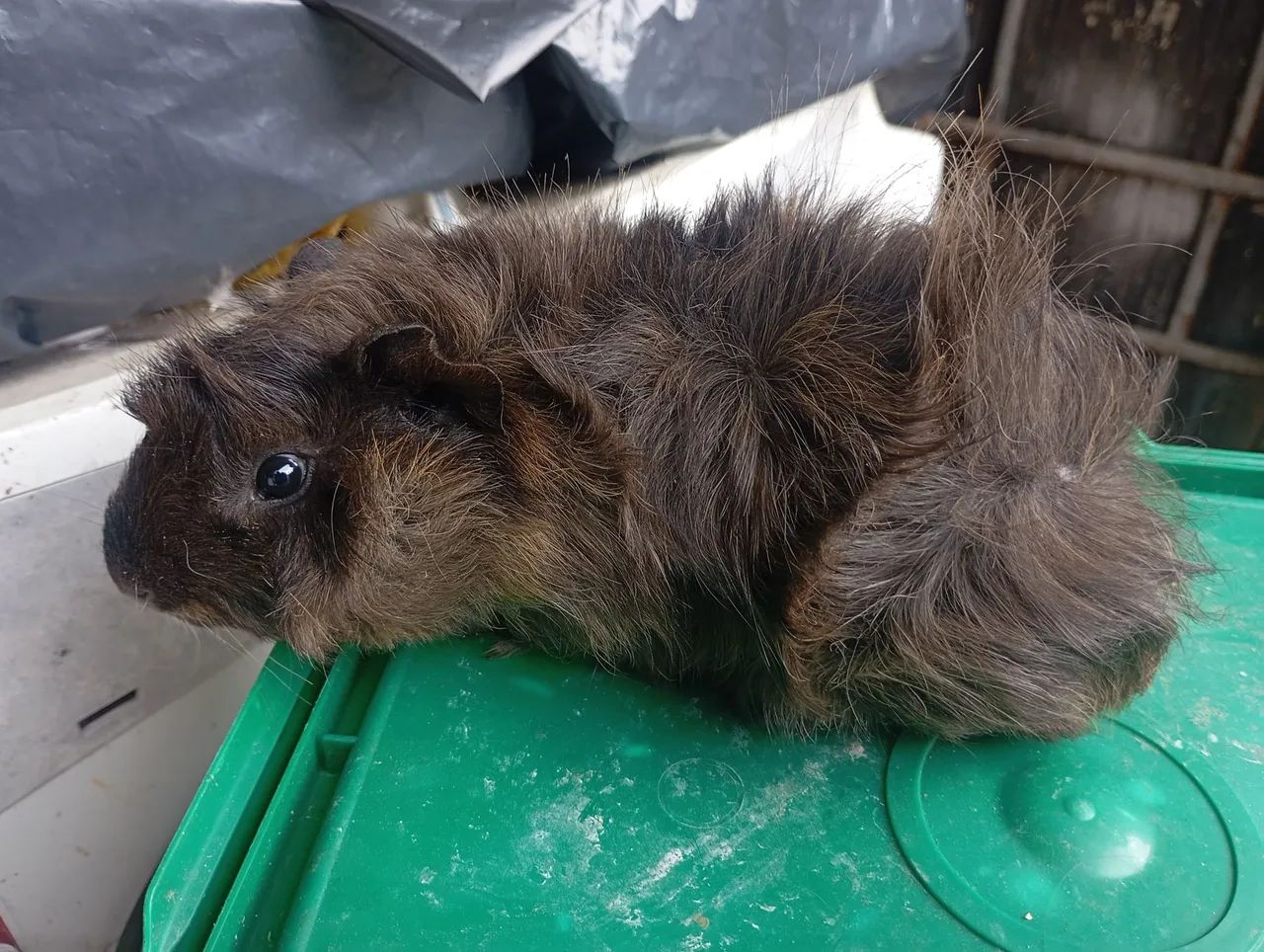 Porquinho da índia - macho