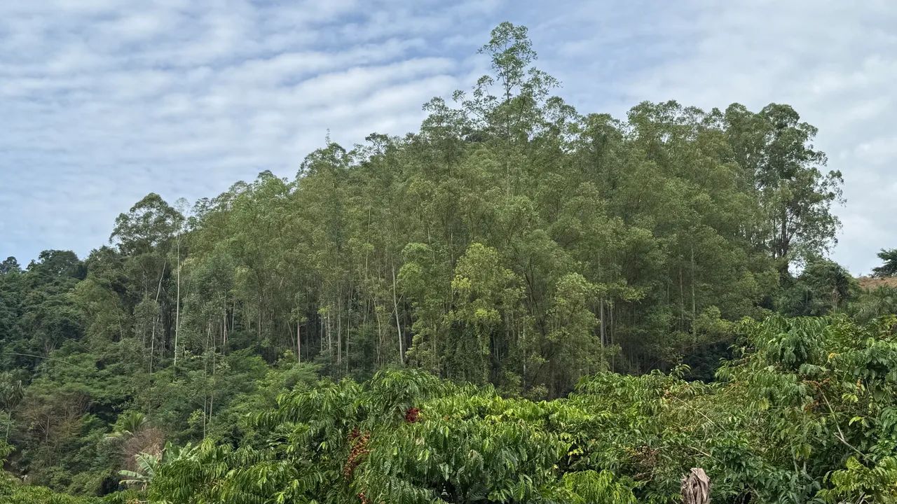 Sítio em Burarama - Foto 3