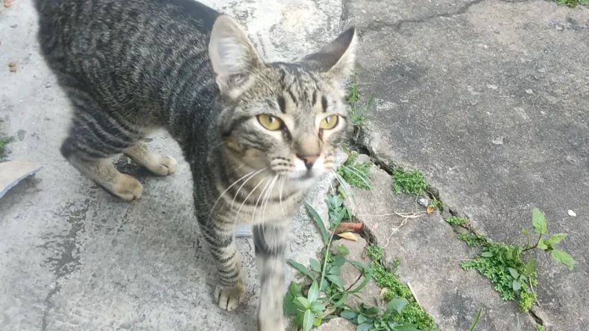 Doação de gata fêma, rajada, com 4 meses, muito dócil, no bairro Céu Azul - Foto 5