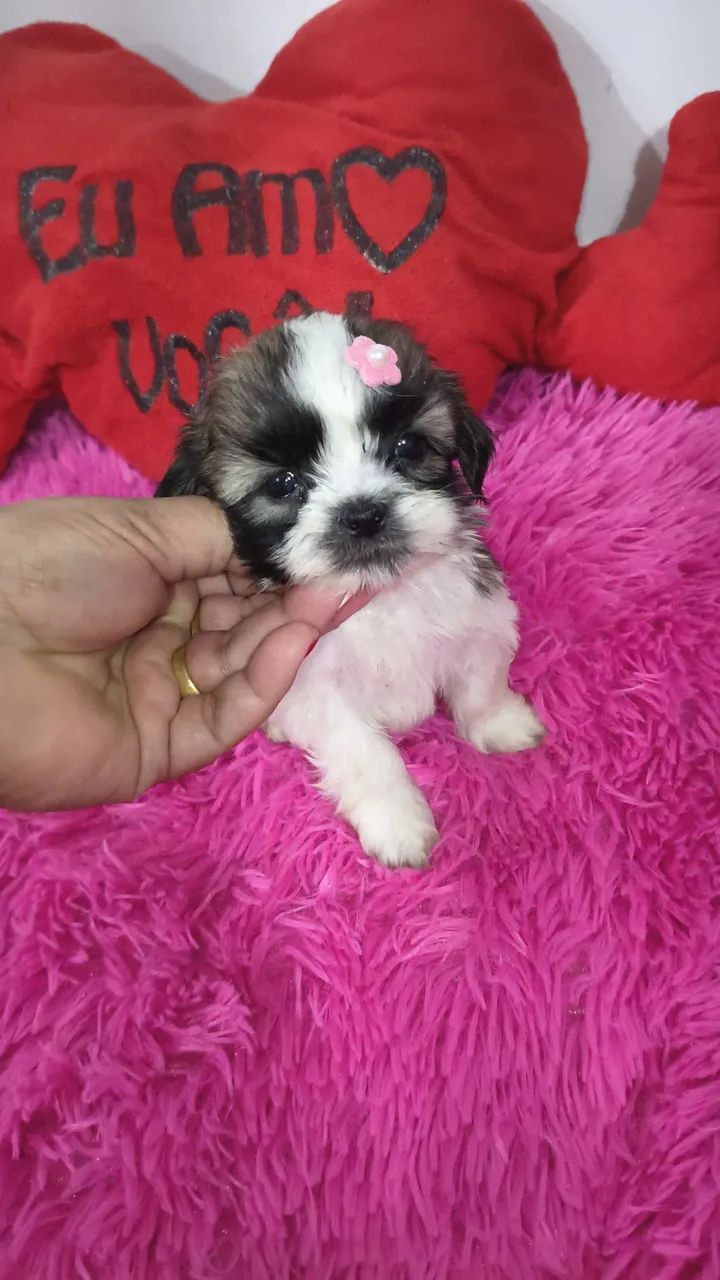 VD filhotes fêmeas de Shi Tzu mini e pequenas  - Foto 4