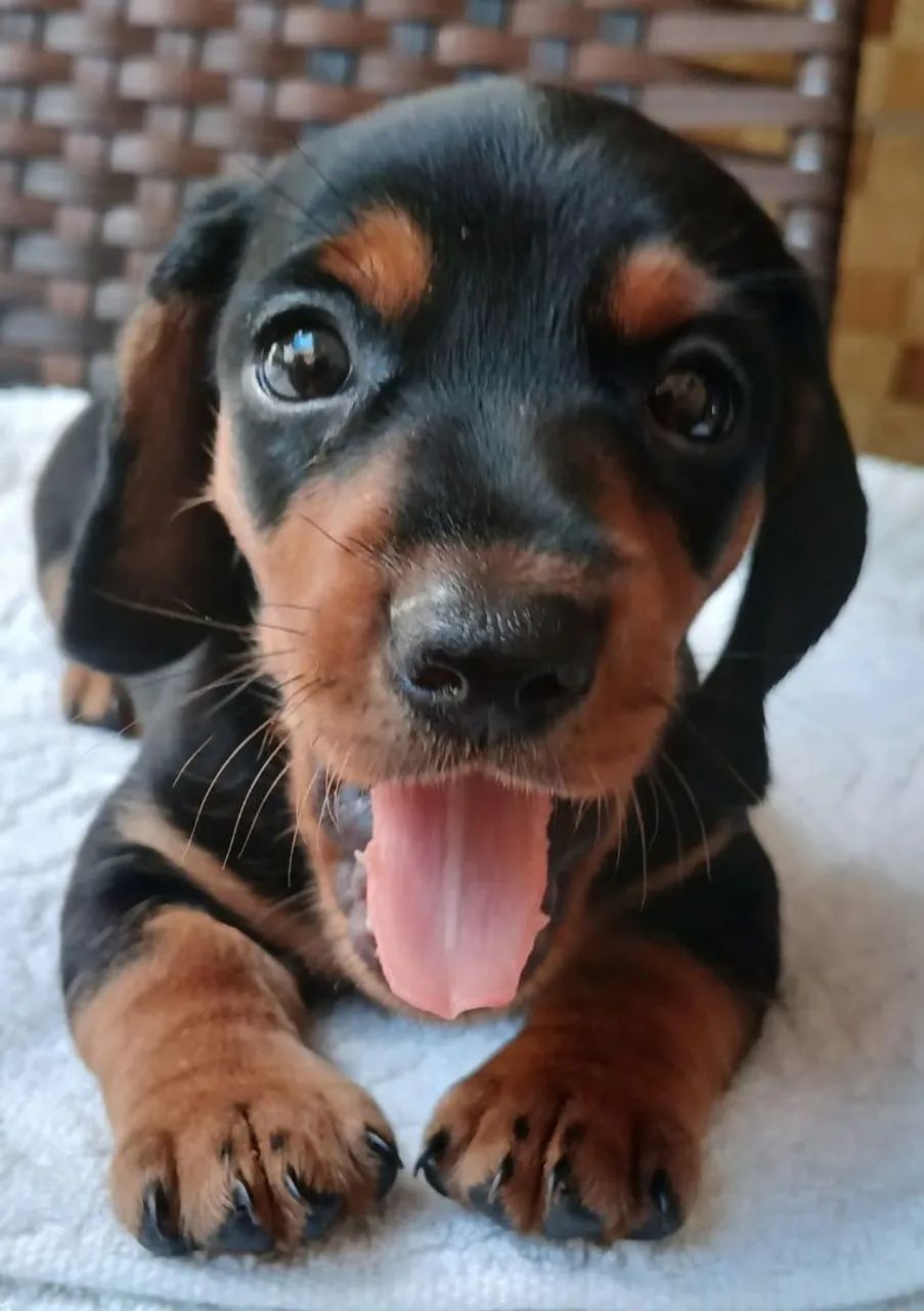 Dachshund Miniatura  - Foto 3