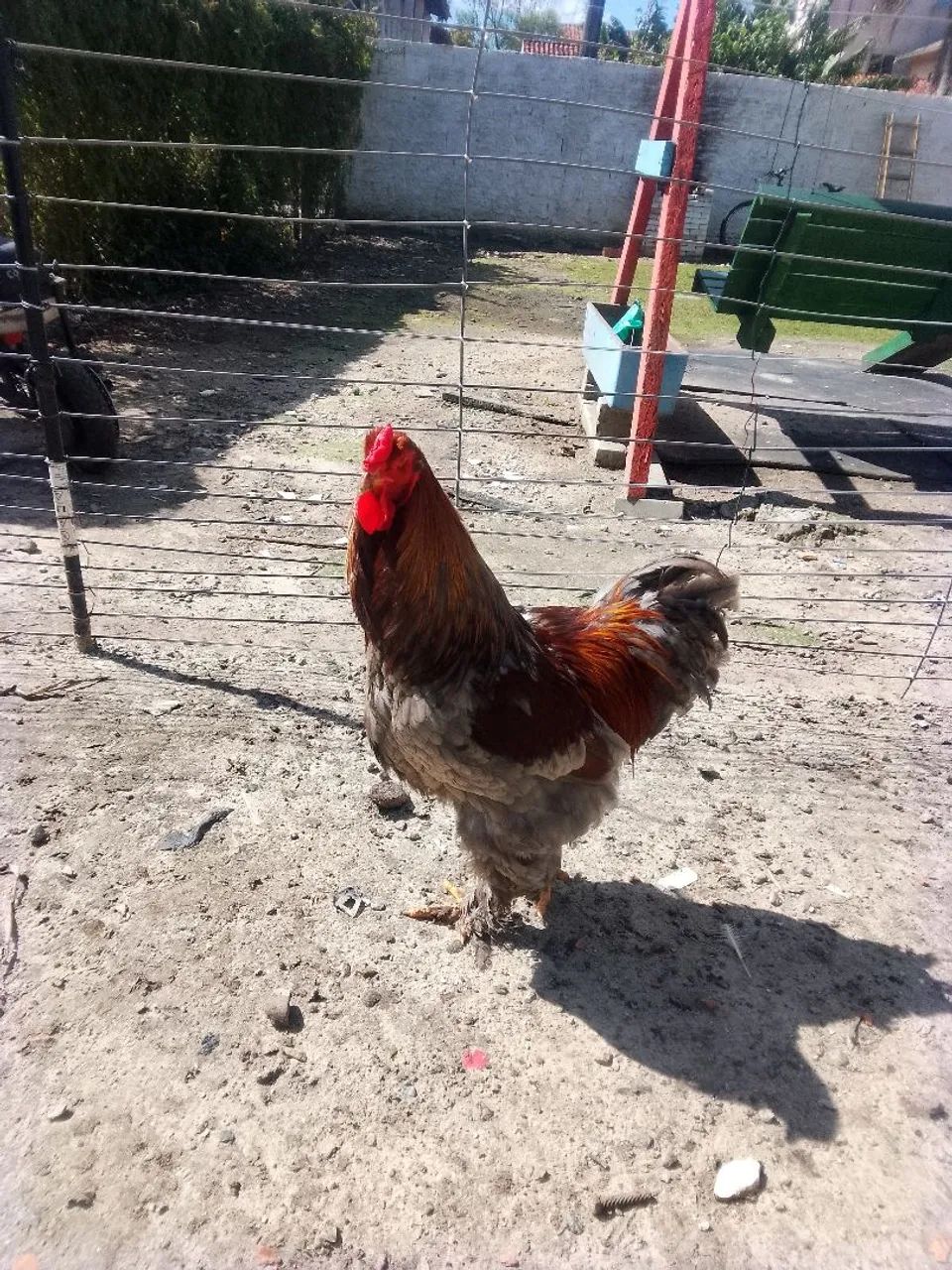 Galo  - Foto 3