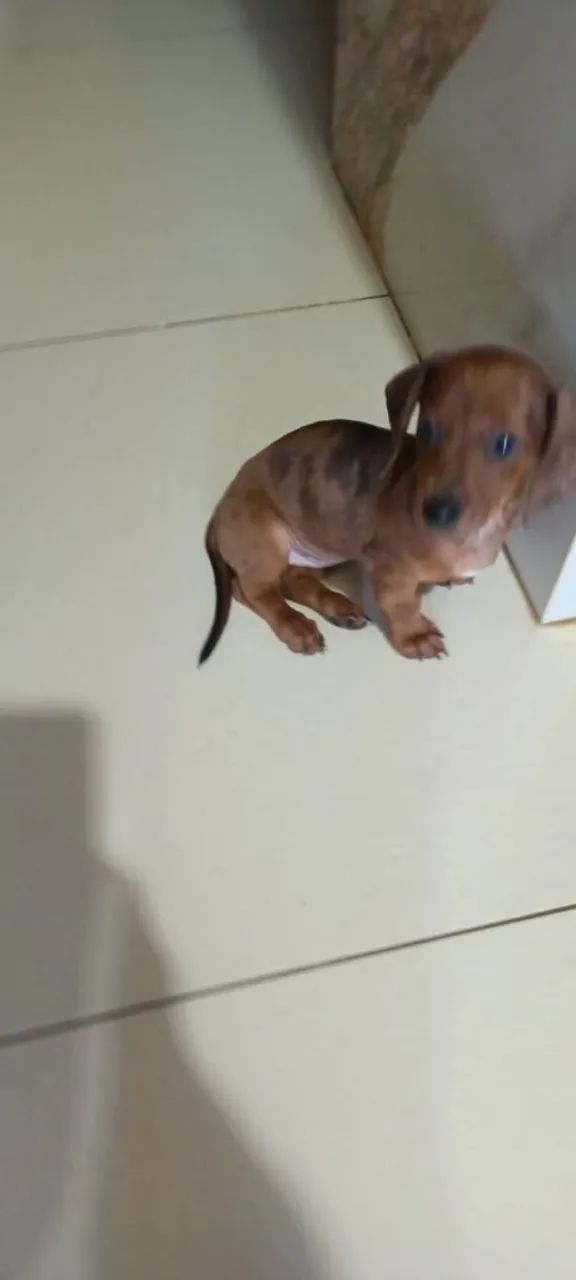 Fêmea alerquim daschund 