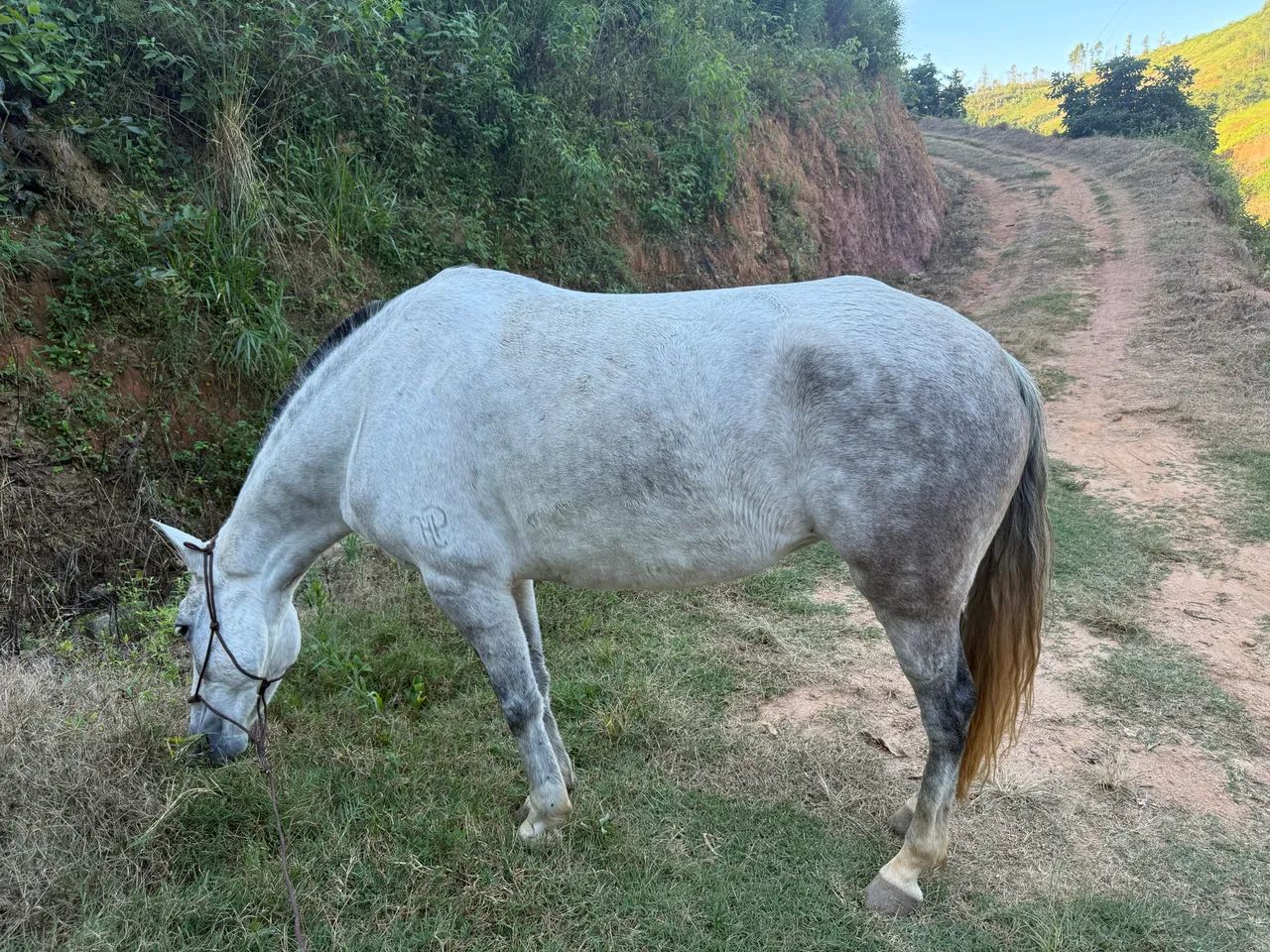 Vendo égua mangalarga 