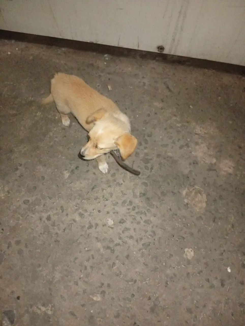 Doa se cachorrinha  - Foto 3
