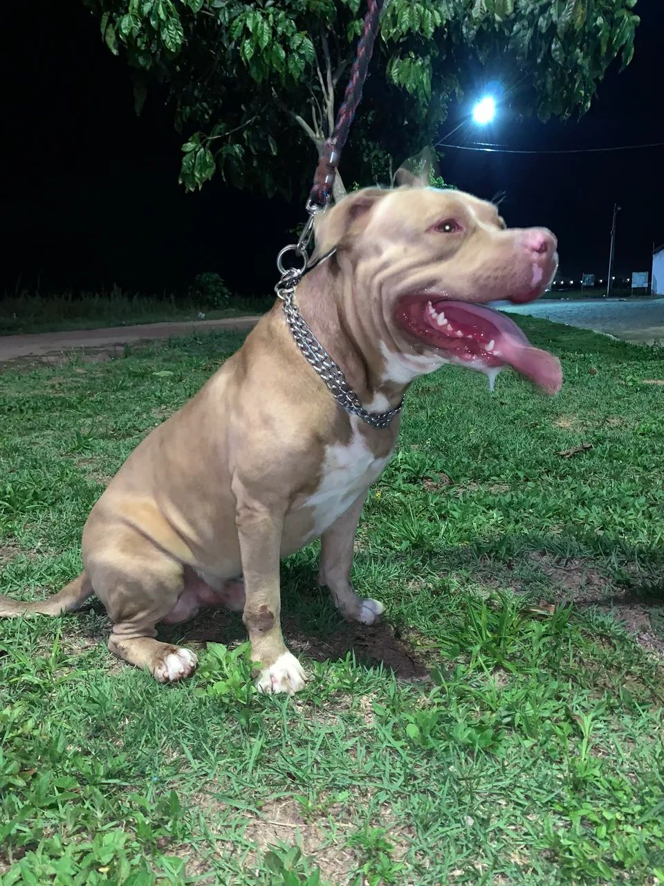 Pitbull macho