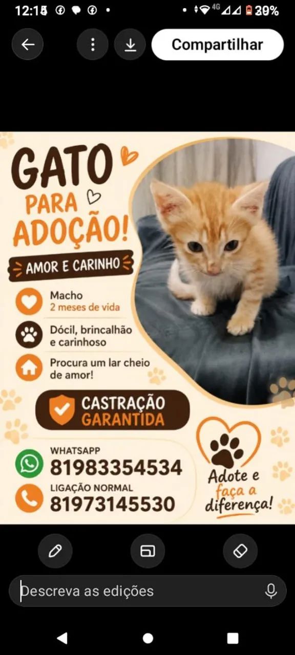 Gatinhos para doação  - Foto 2