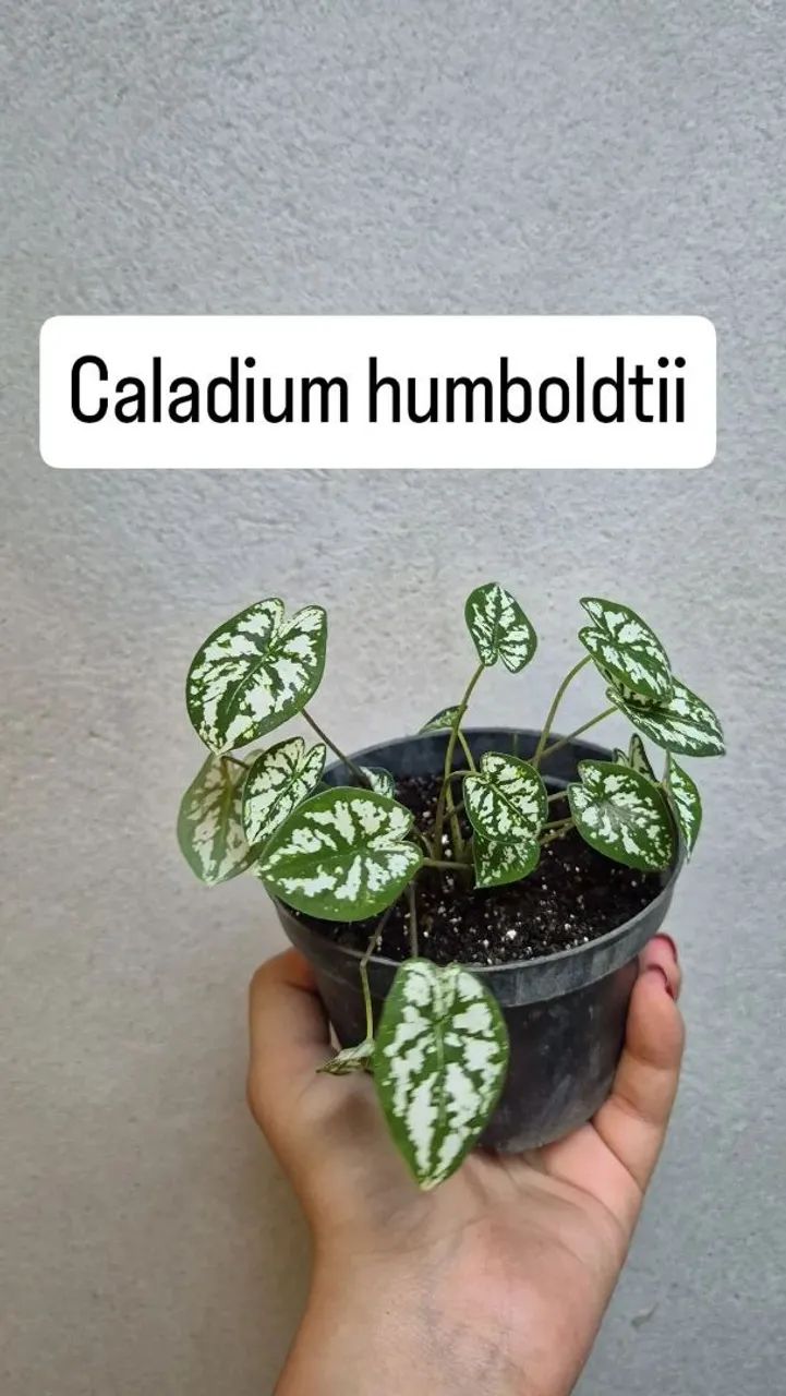 Mudas de plantas - Foto 2