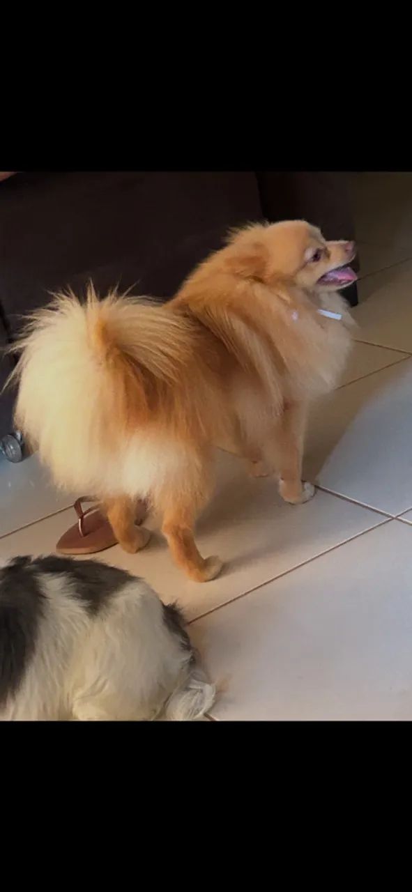 spitz com pedigree