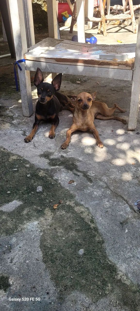 Casal de pincher  - Foto 2