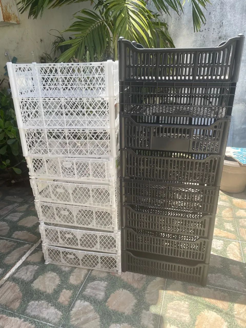 Galeias tamanho médio  - Foto 2