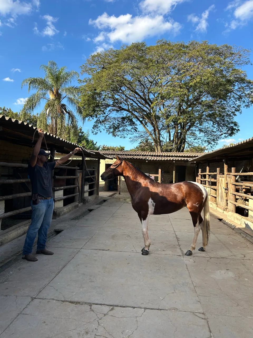 SEM REGISTRO proposta pra vender rápido**Égua MM pampa Castanho 5 anos , marcha batida  - Foto 3