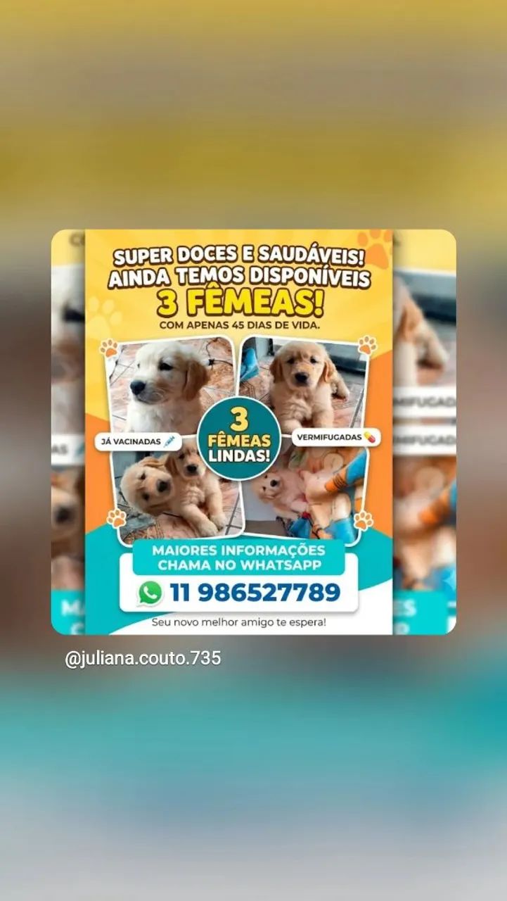 Goldens Filhotes