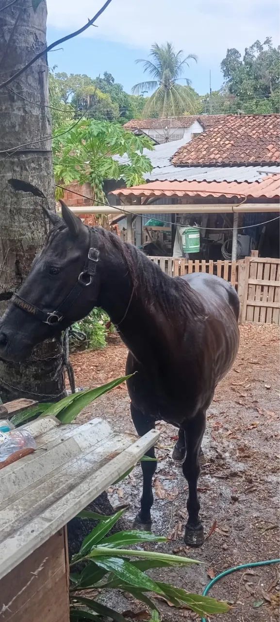 Égua  - Foto 2