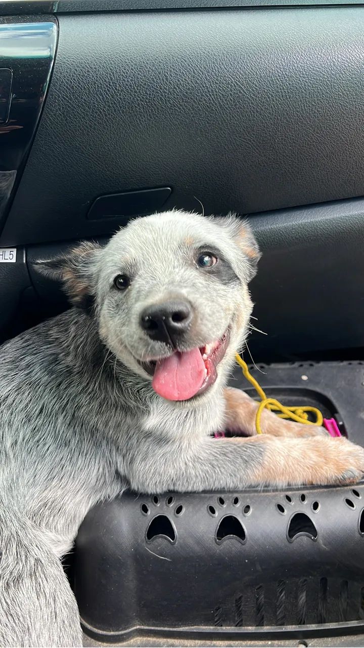 Cachorros Blue Heeler - Foto 2