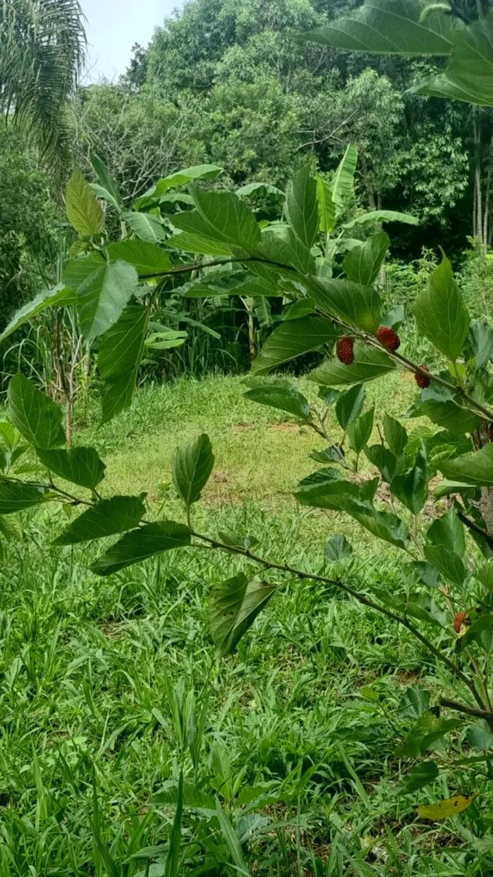 CHÁCARA À VENDA - EXCELENTE OPORTUNIDADE  - Foto 3