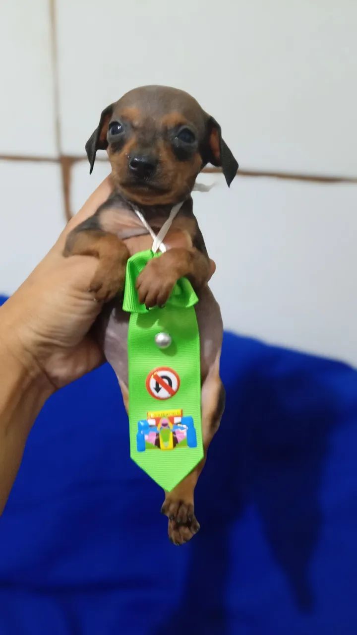 Pinscher - Foto 2