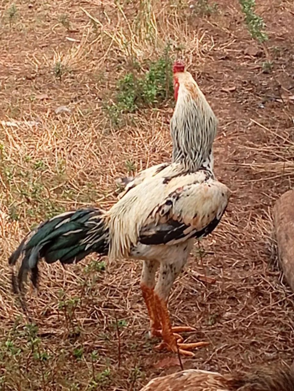 Galo  - Foto 3