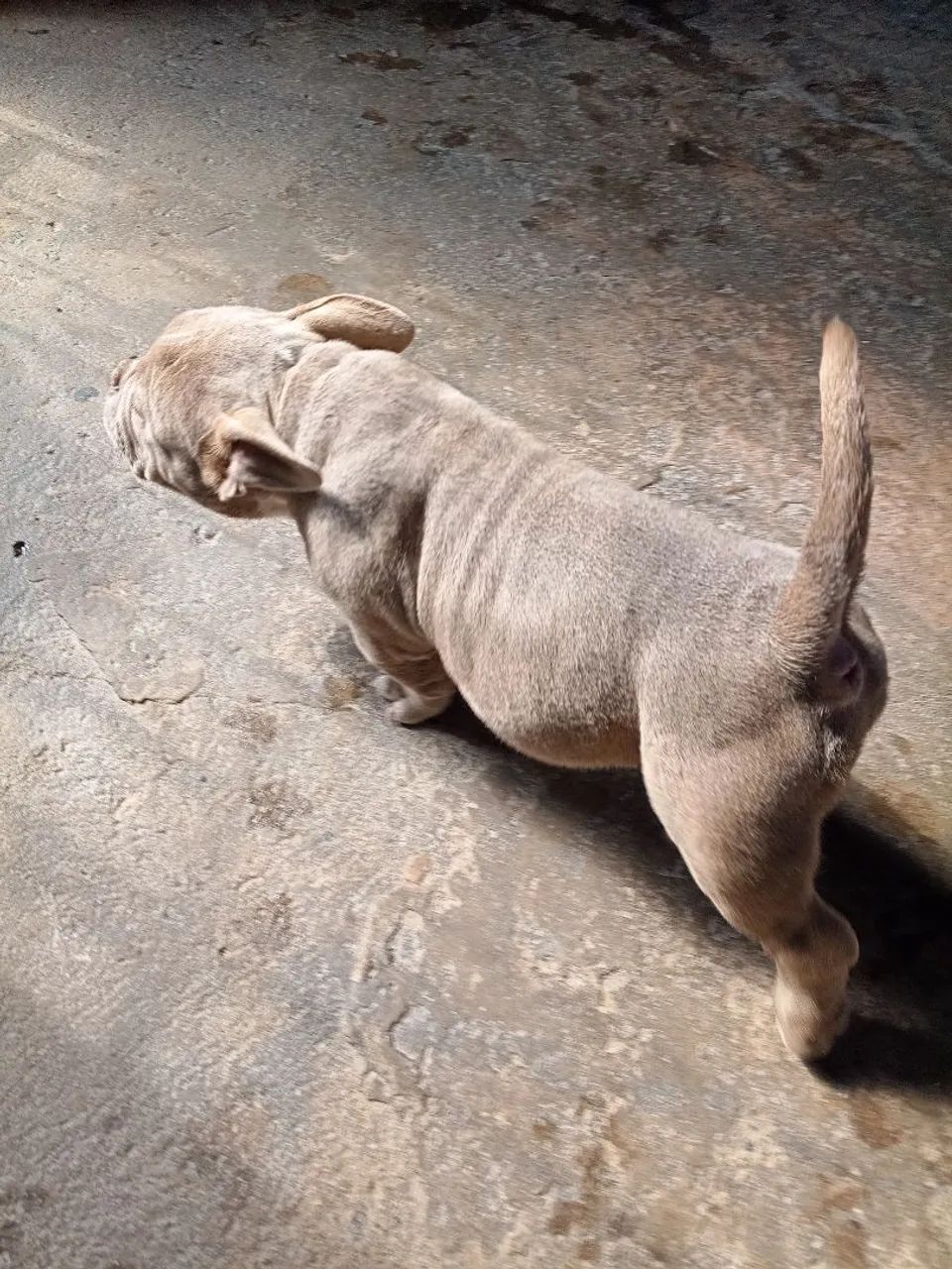 Cachorro  - Foto 3