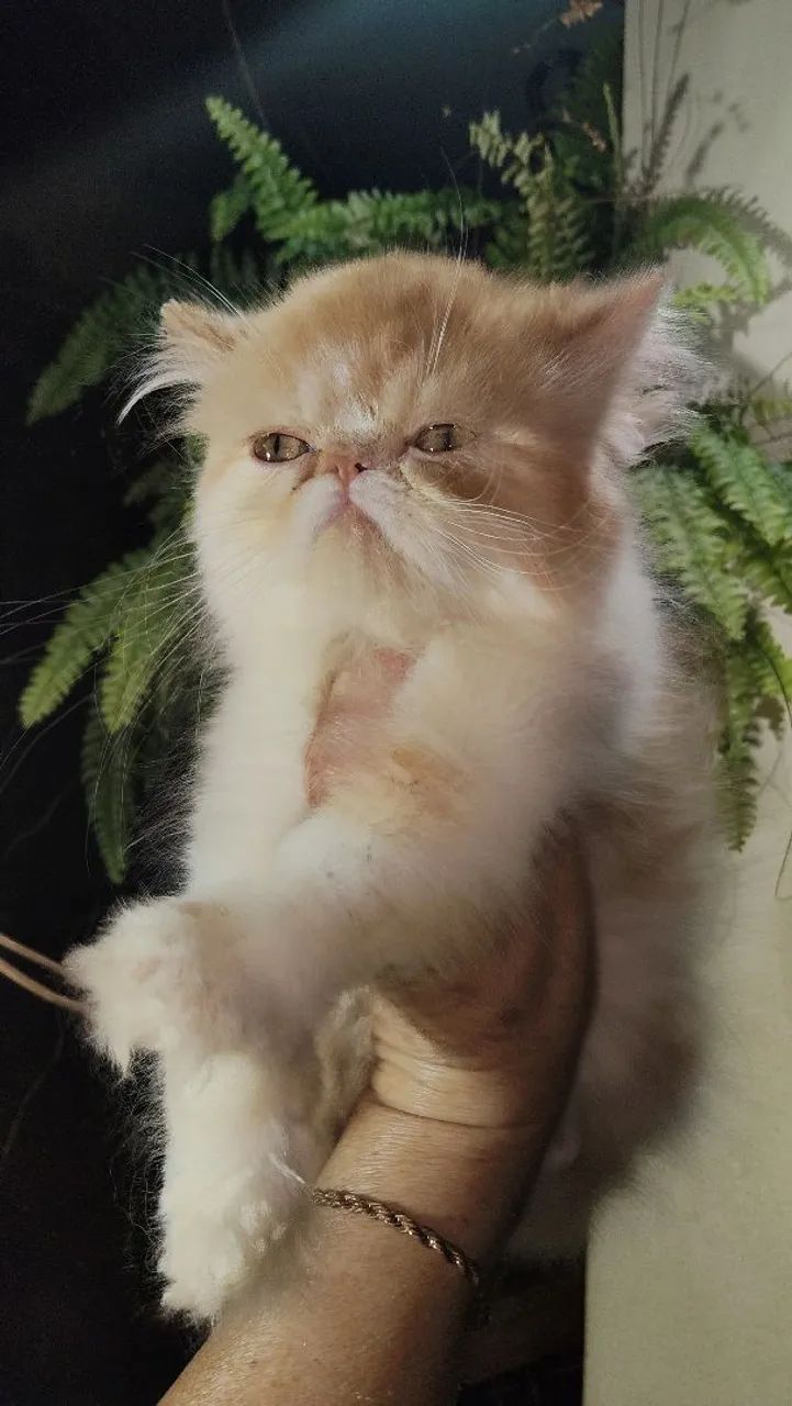 Gato  macho  - Foto 2