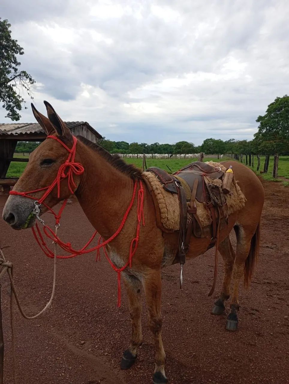 Burro média de 6 anos - Forte e ótimo para trabalho | Miracema-TO - Foto 4