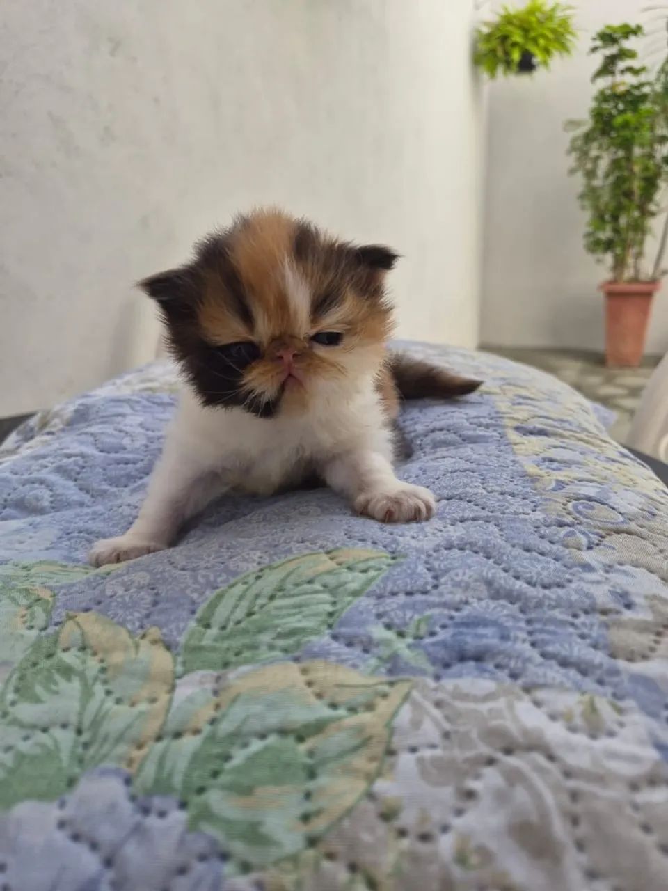 Disponível  - Foto 3