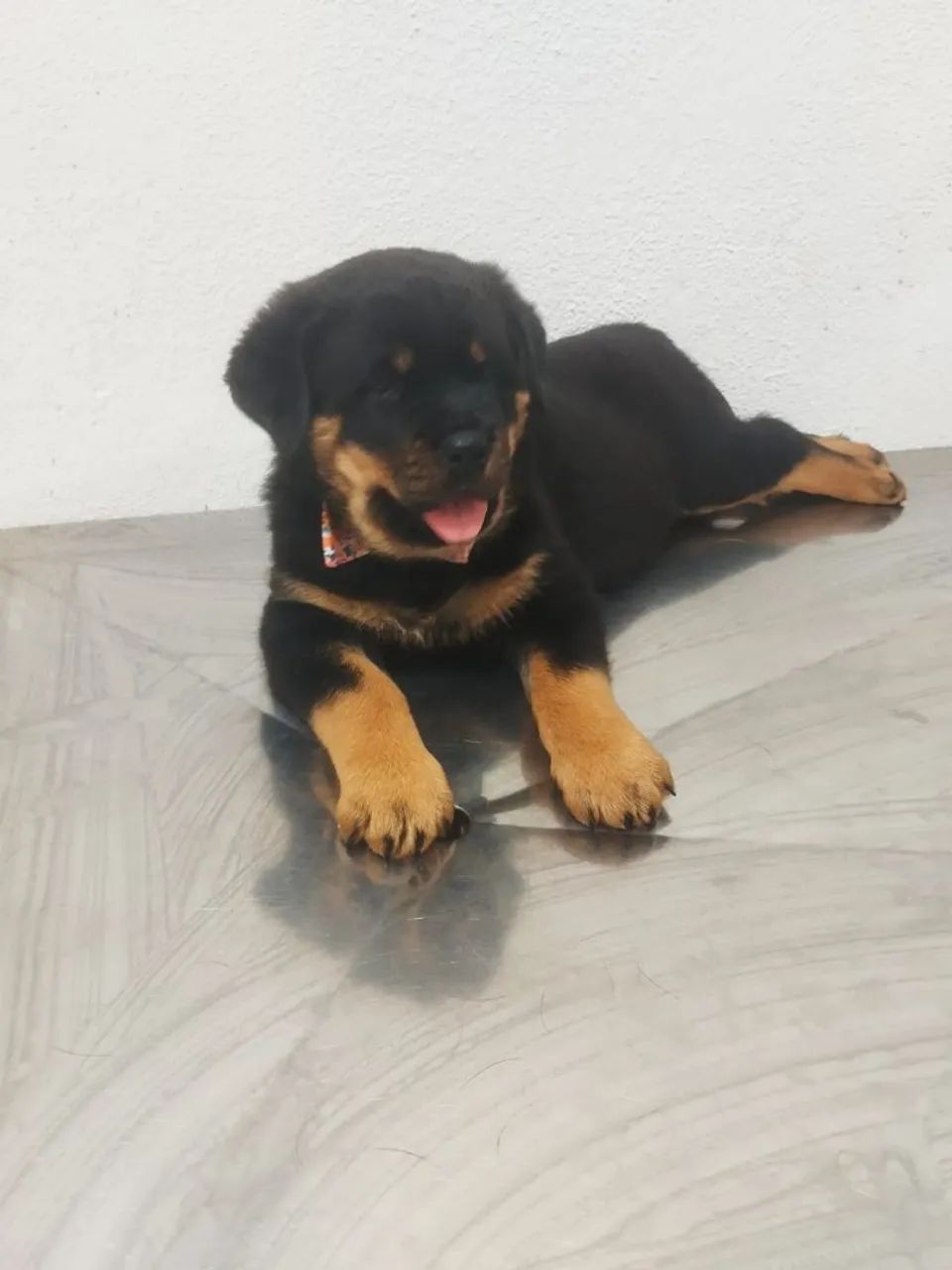 Rotweiller cabeça de Touro 