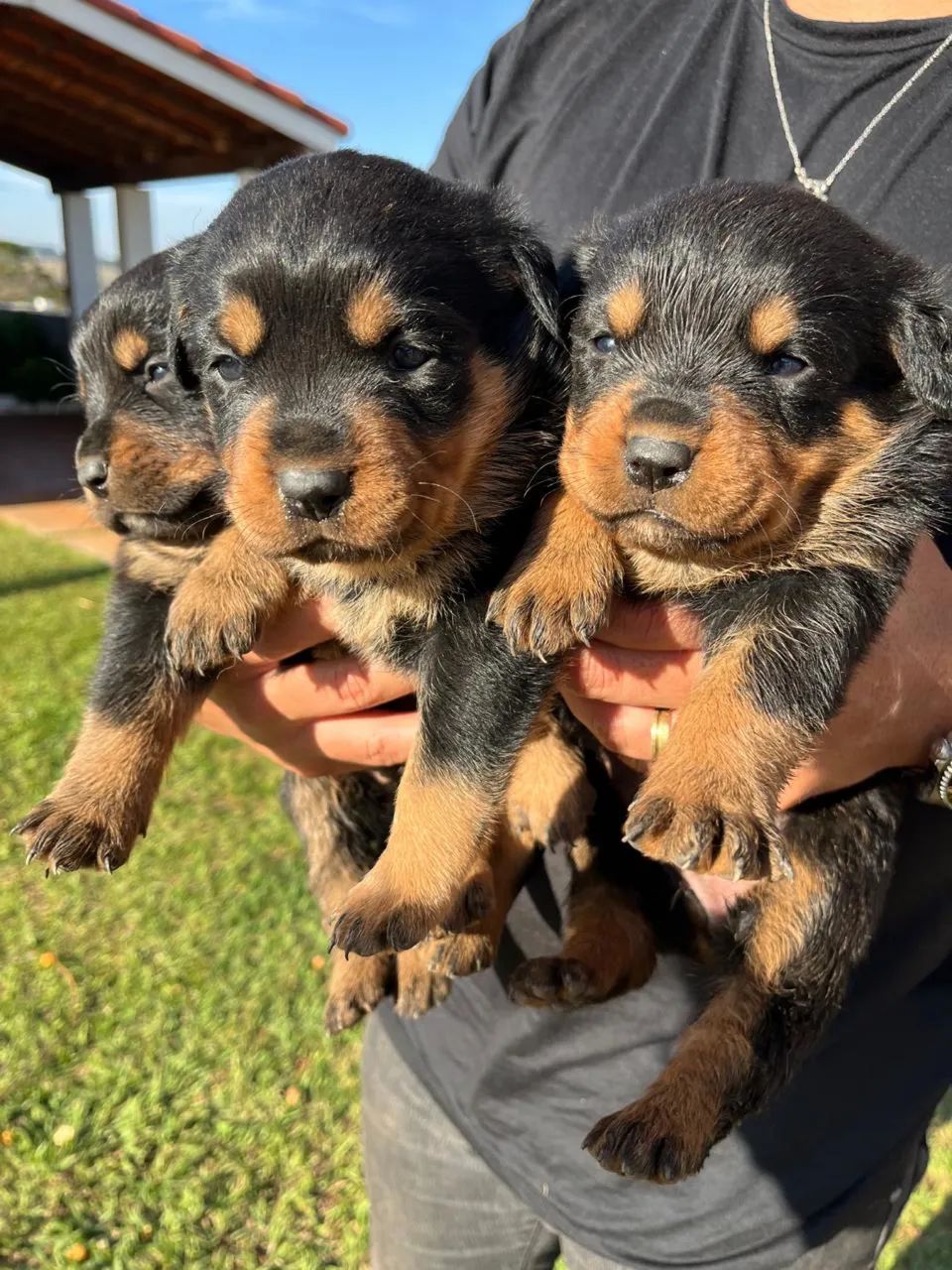Filhotes de Rottweiler 