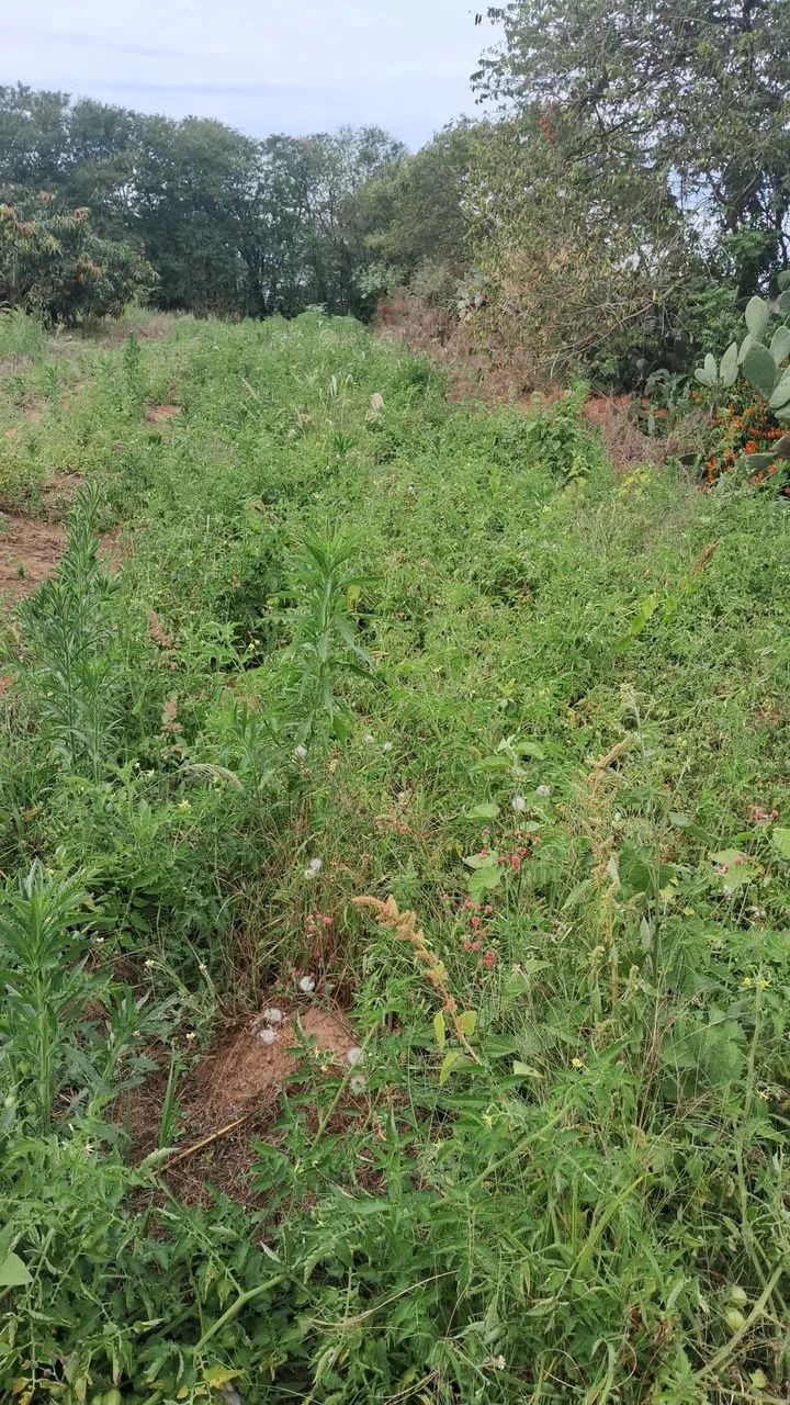 Tomatinho! - Foto 5