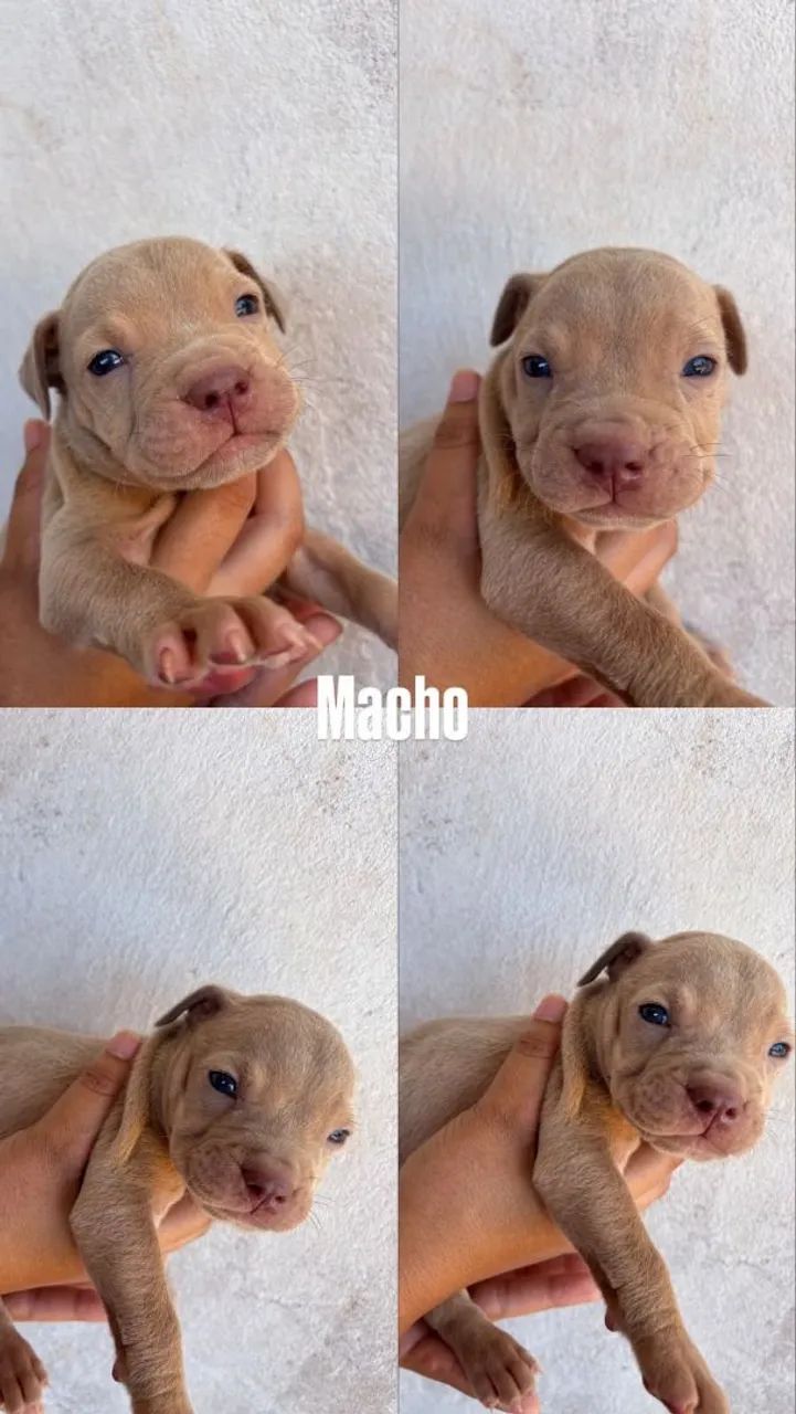 Pitbull  - Foto 3