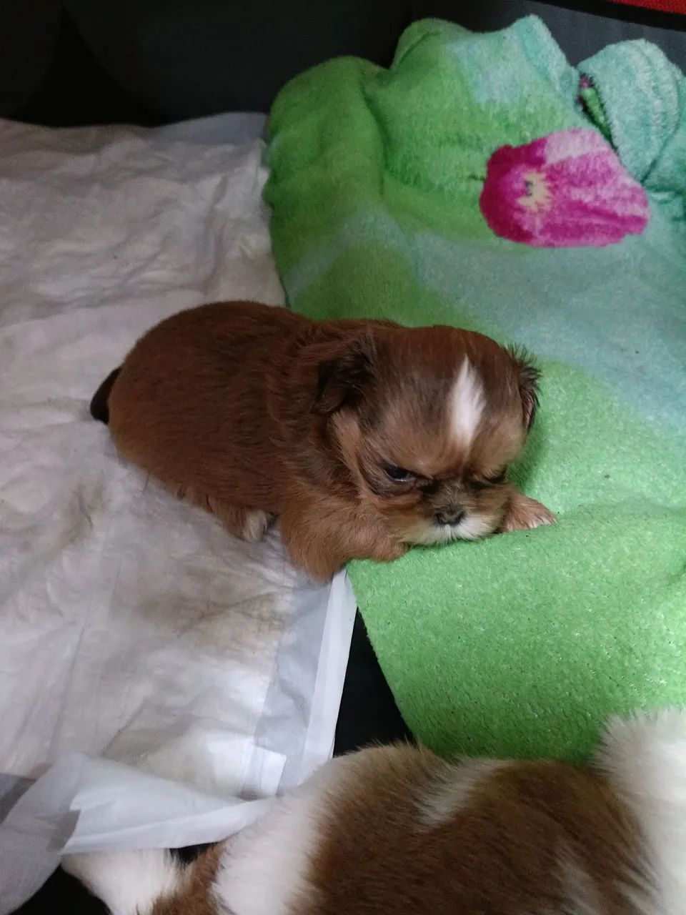 Fêmea shih tzu 