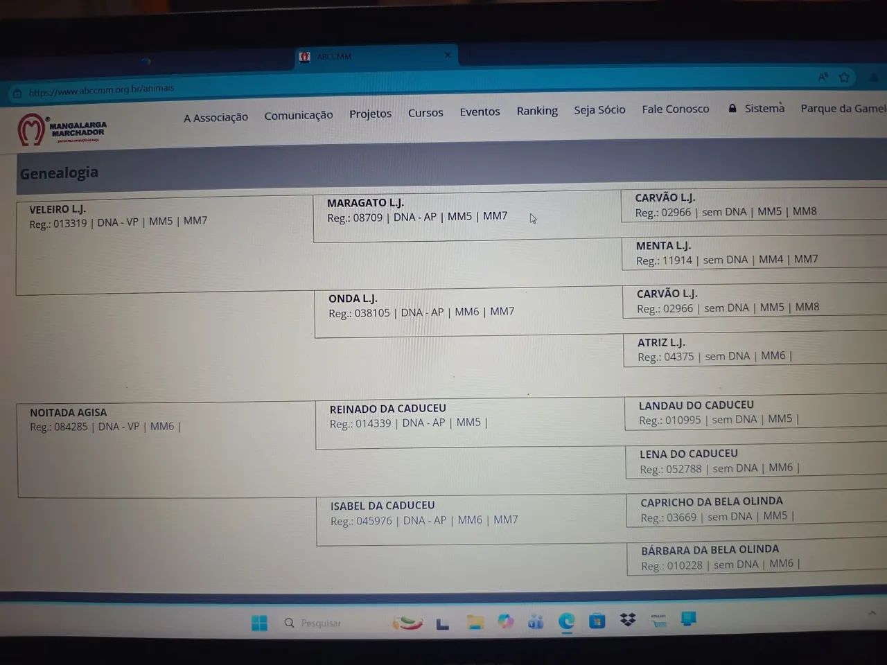 Égua Mangalarga  - Foto 2