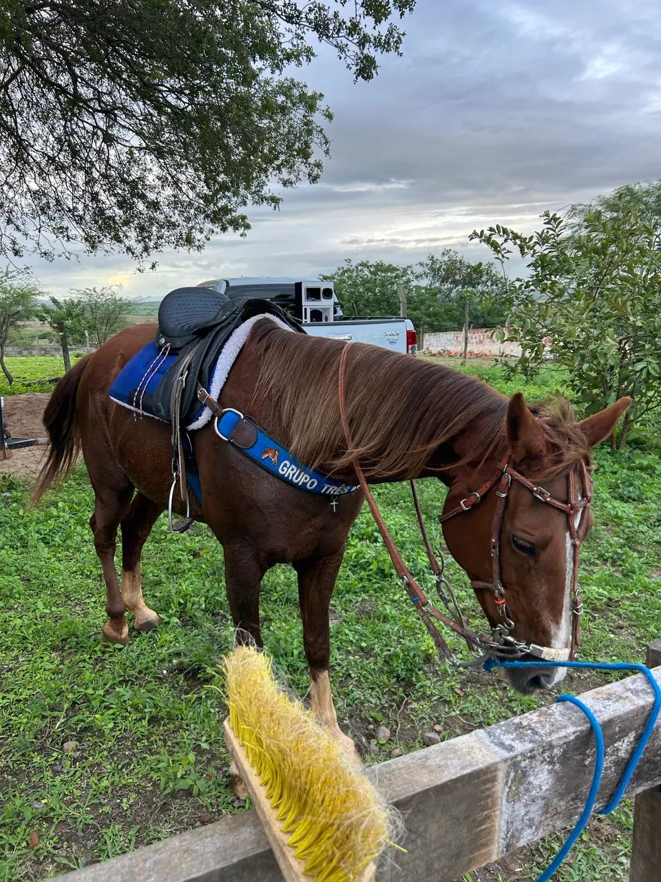 Égua quarto de milha