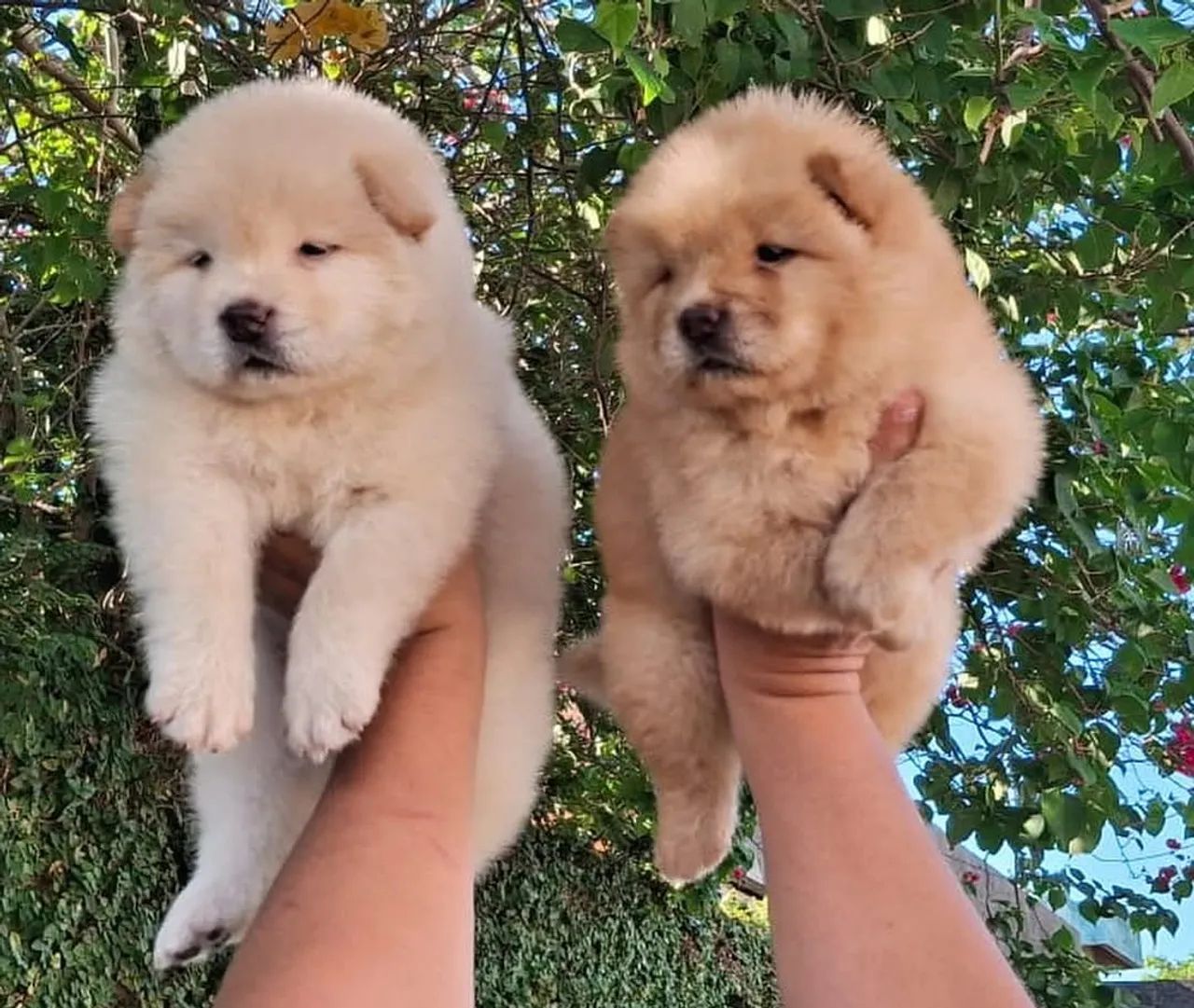 Chow chow - Foto 5