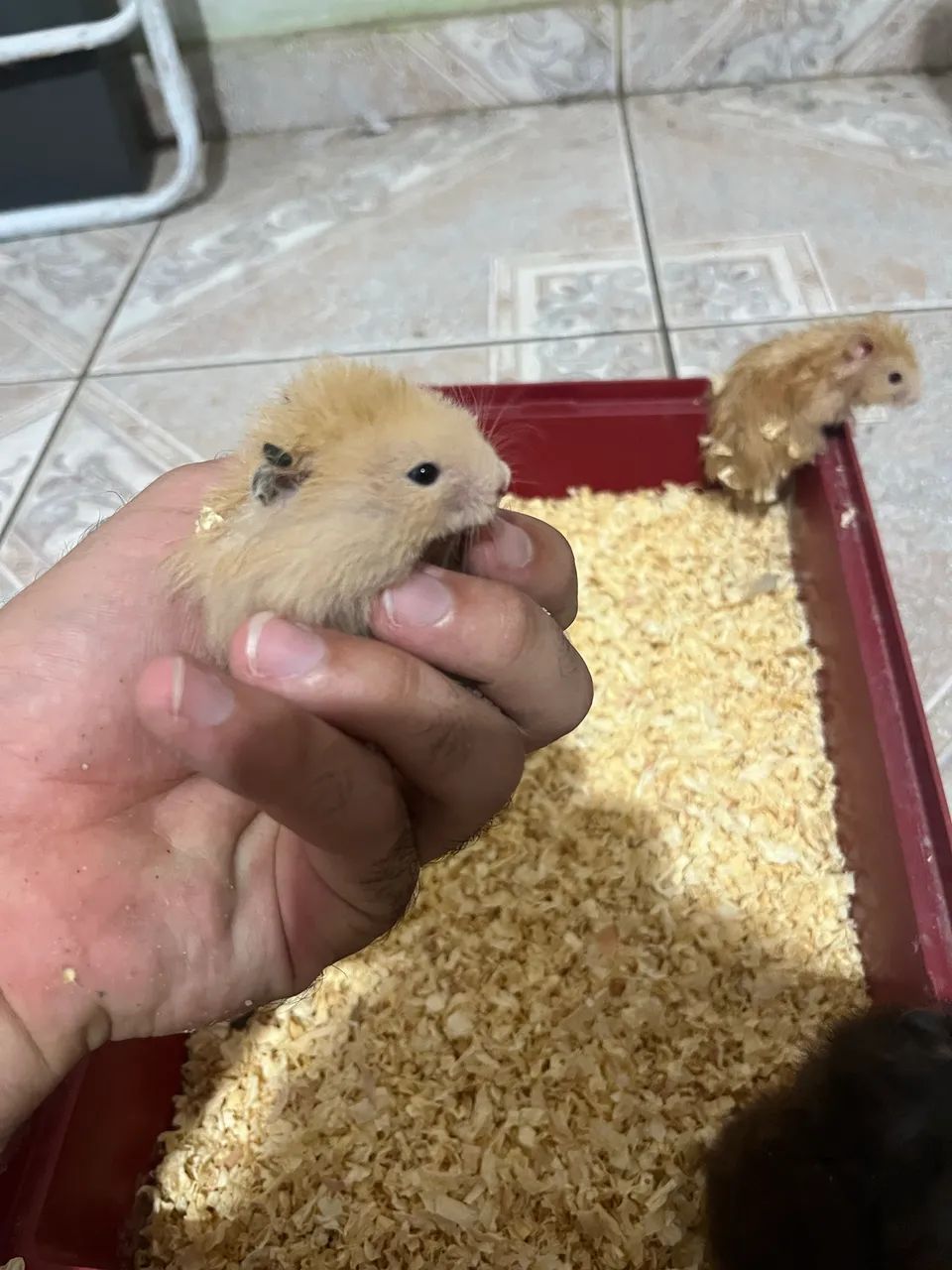 Hamster sírio  - Foto 2