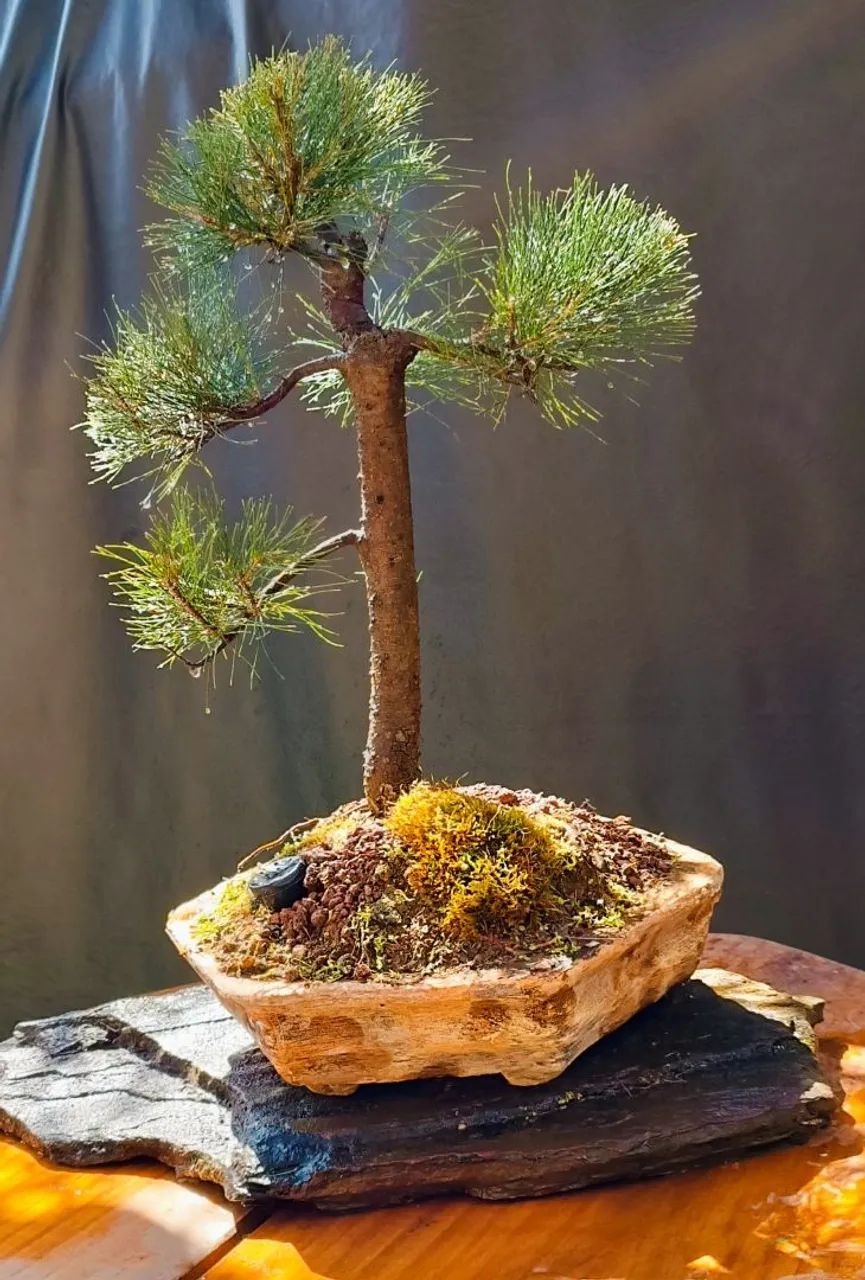 Bonsai de pinus - Foto 2