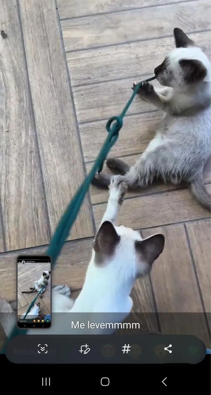 Doação de gatinho siamês  - Foto 3