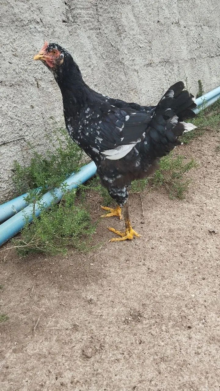 Frango e frango balão Sergipano  - Foto 5