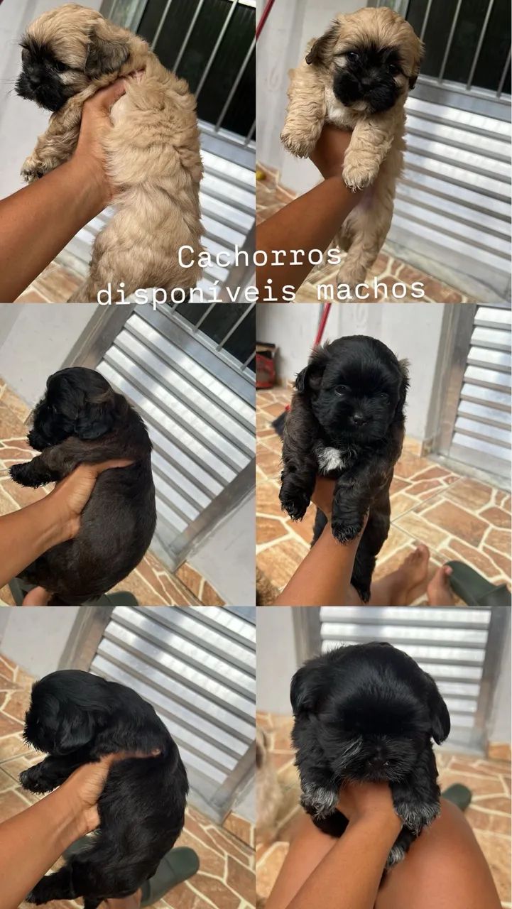 Cachorro  - Foto 2