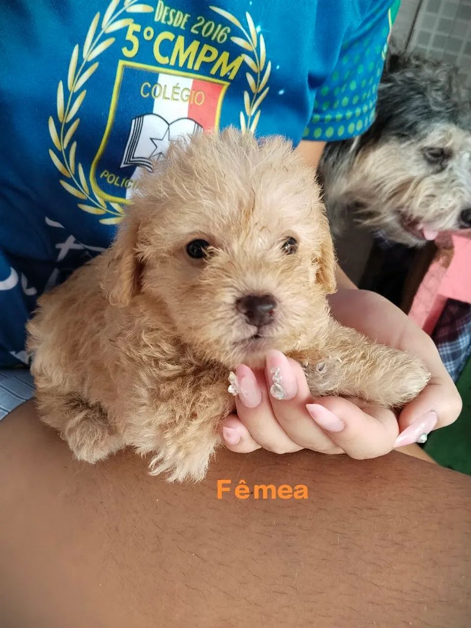Vendo esses  Cachorro Poodle  - Foto 5