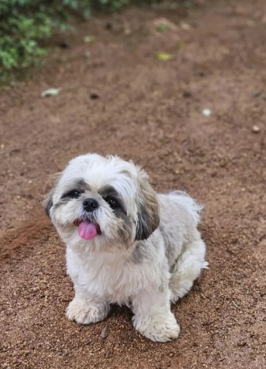 Shihtzu Machinho Mini - Foto 3