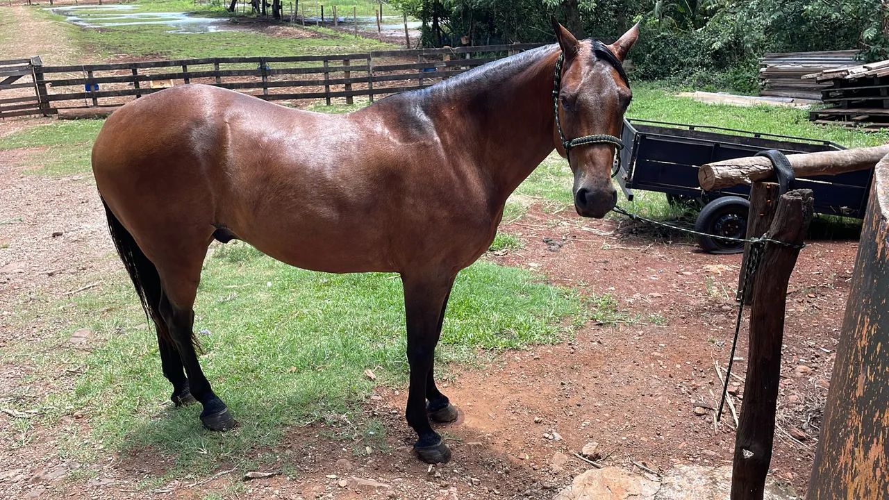 Cavalo quarto de Milha  - Foto 4
