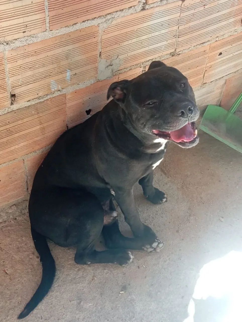 Estou doando American bully