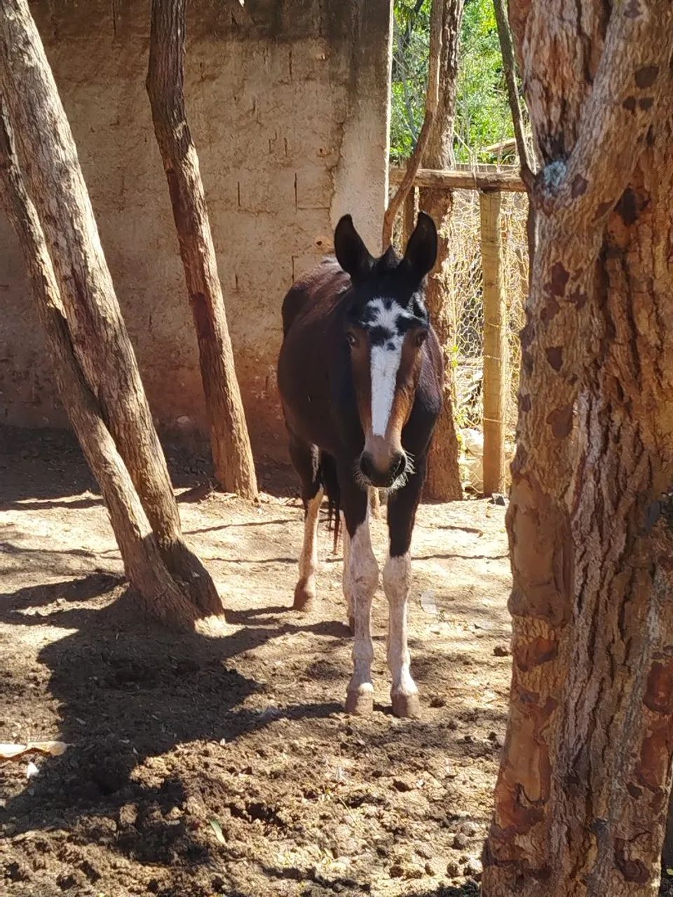 Burro pega - Foto 2