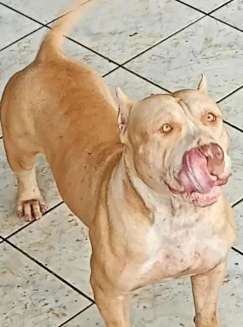 Filhote macho PITMONSTER com pedigree  - Foto 3