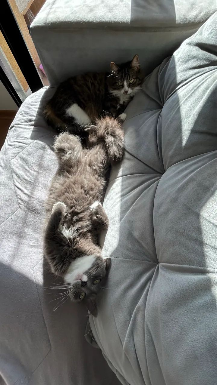 Duas gatinhas para adoção responsável  - Foto 4