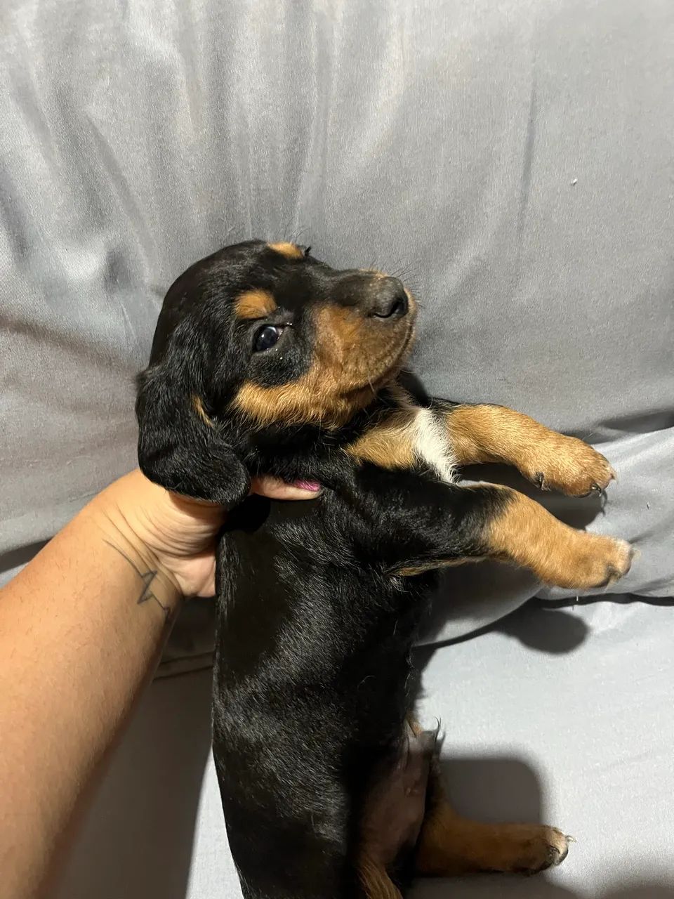 Cachorro - Foto 2