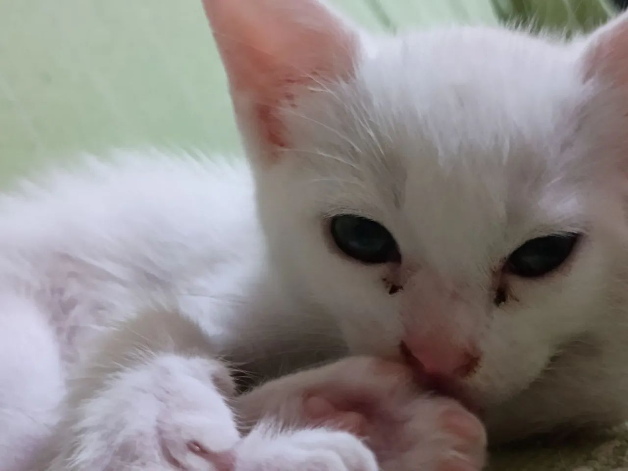 Adoção responsável  - Foto 2