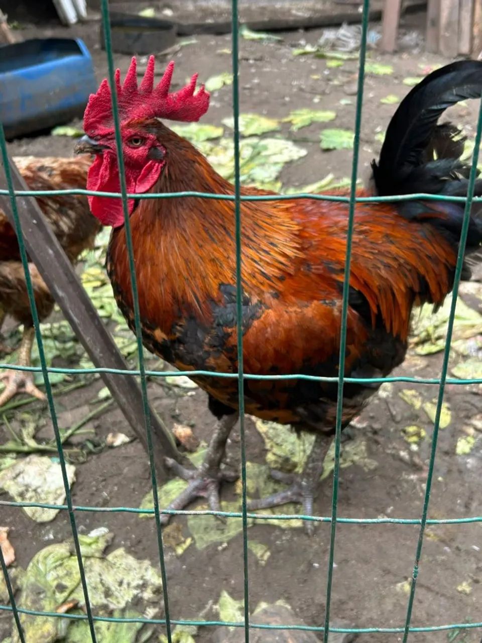 Galinha caipira  - Foto 6