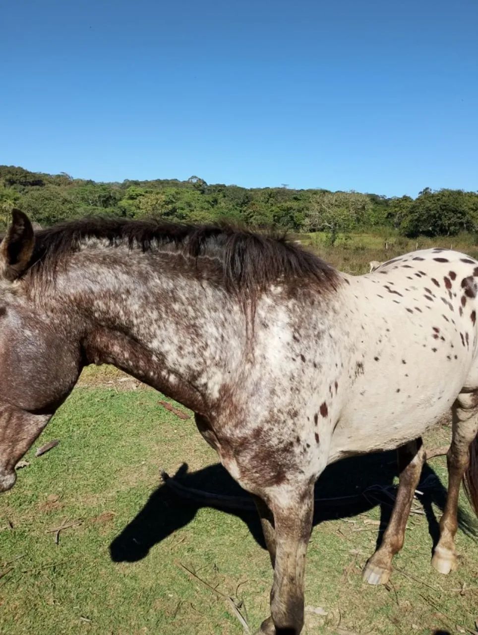 Cavalo Appaloosa  - Bom de Cela e Machador - Foto 3